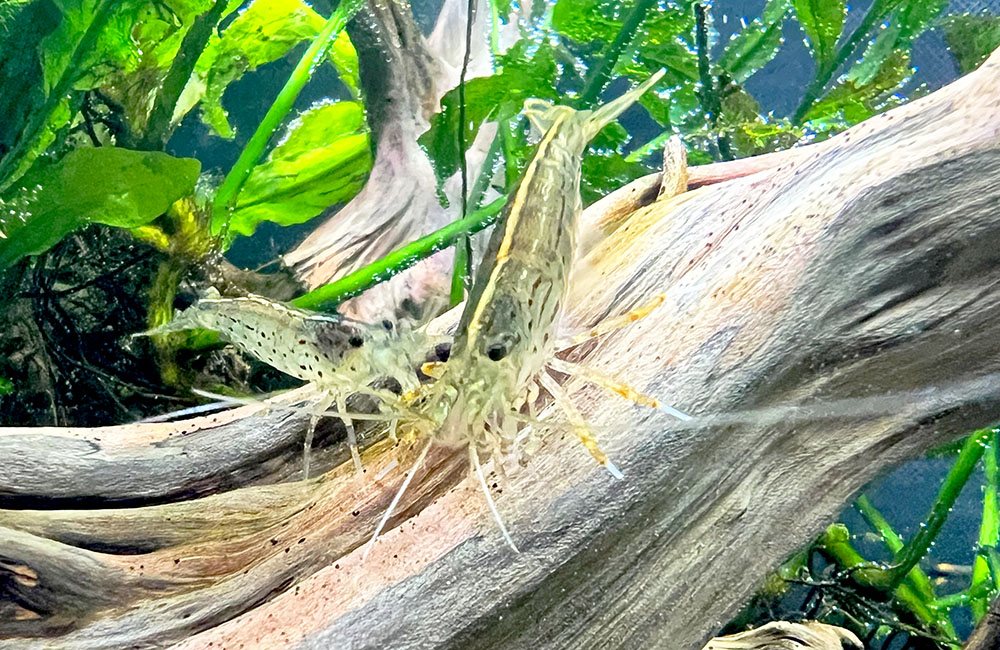 Close-up of two Amano shrimp working over driftwood