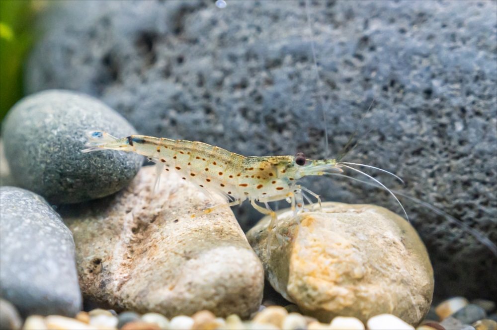 An Amano shrimp resting on smooth river stones in an aquarium