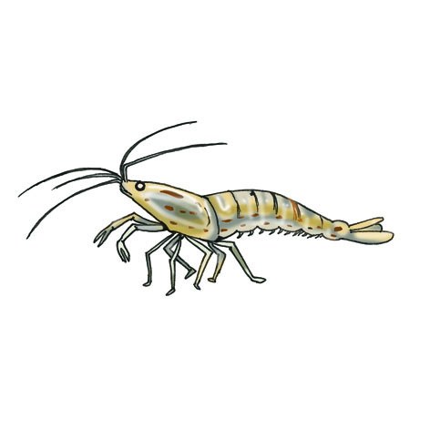Hand-drawn illustration of an Amano shrimp