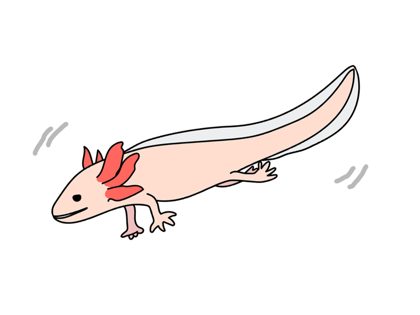 Hand-drawn illustration of an axolotl