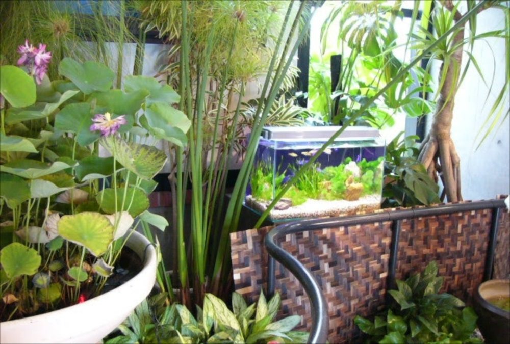 The Japanese Container Pond