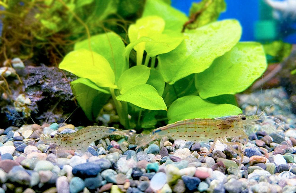 Cherry Shrimp Care