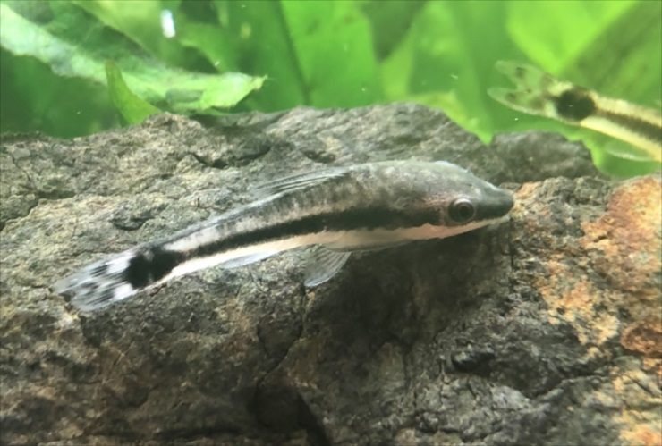 An otocinclus catfish grazing algae from a rock in a planted aquarium