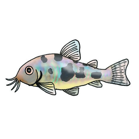 Hand-drawn illustration of a corydoras catfish by Satoko Nakajima