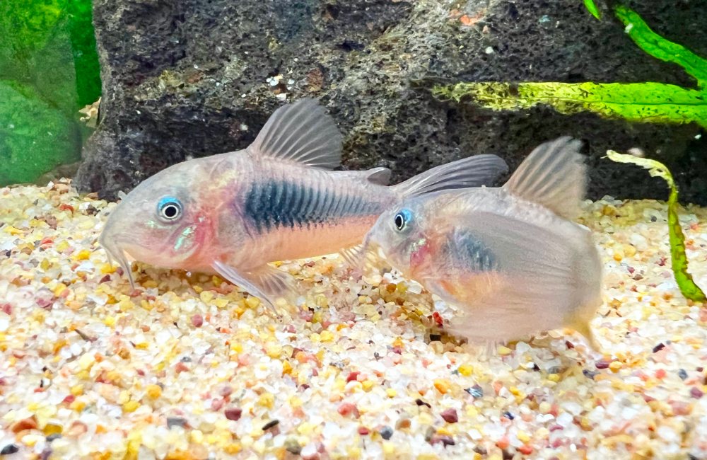 Two bronze corydoras resting on pale gravel