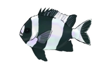 Hand-drawn illustration of a four-stripe damselfish by Satoko Nakajima