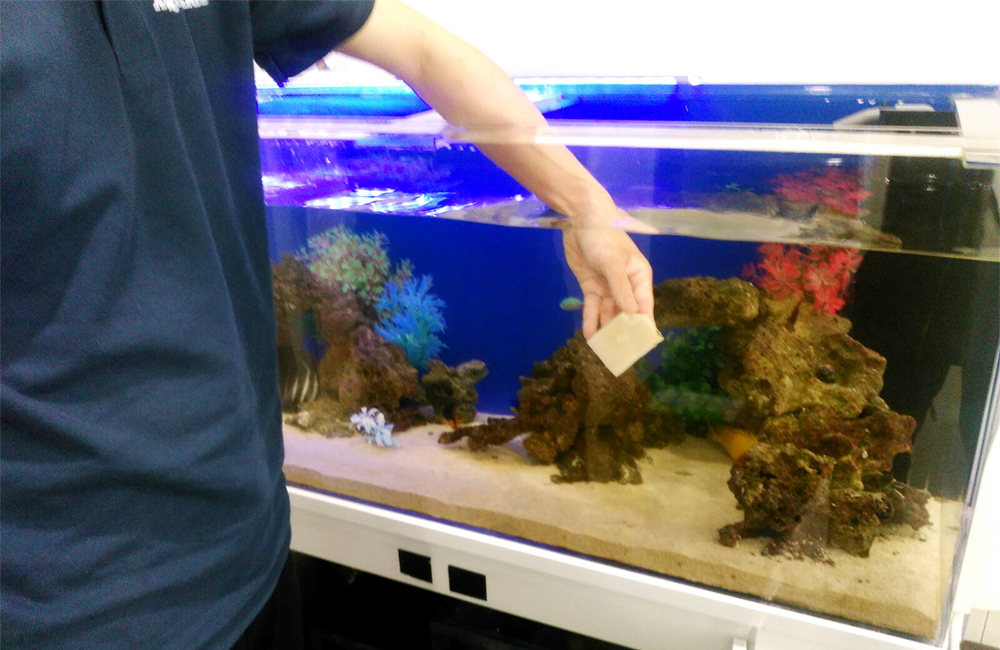 Feeding fish a measured amount by hand at an aquarium