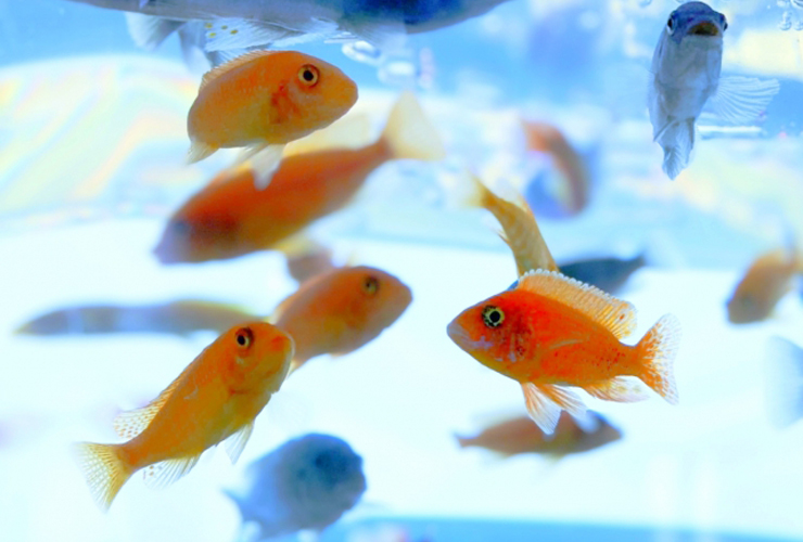 Goldfish swimming in an aquarium