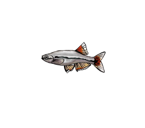 Illustration of a white cloud mountain minnow (akahire), by Satoko Nakajima