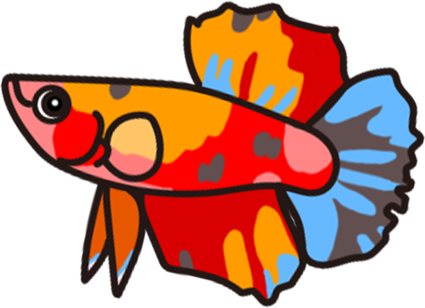 Illustration of a betta (Siamese fighting fish), by Satoko Nakajima