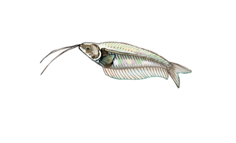 Illustration of a glass catfish, by Satoko Nakajima
