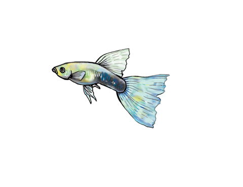 Illustration of a fancy guppy, by Satoko Nakajima