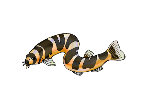 Illustration of a kuhli loach, by Satoko Nakajima