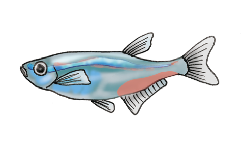 Illustration of a neon tetra, by Satoko Nakajima
