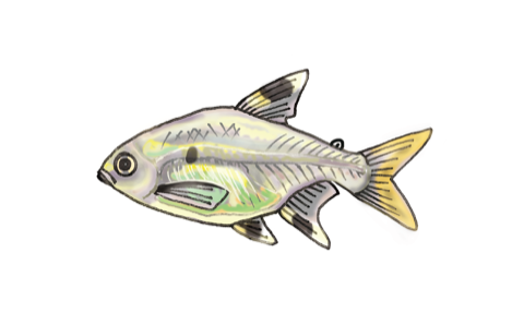 Illustration of a pristella tetra, by Satoko Nakajima