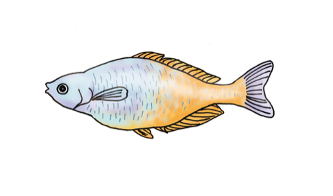Illustration of a rummynose tetra, by Satoko Nakajima