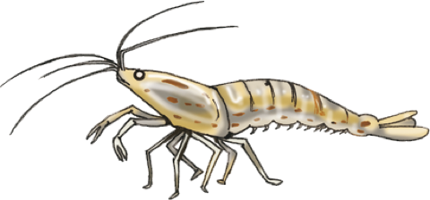 Illustration of a Yamato (Amano) shrimp, by Satoko Nakajima