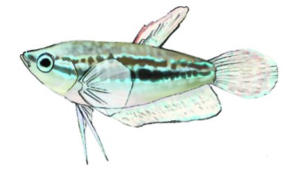 Hand-drawn illustration of a pygmy gourami