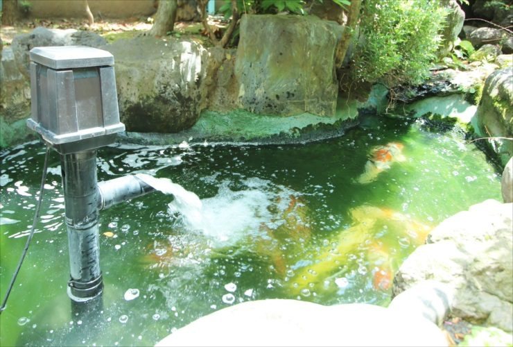 How to Culture Green Water