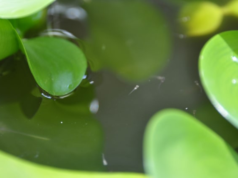 A green water culture beneath floating plants in an outdoor container