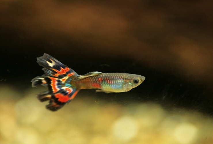 A guppy with long flowing fins against a dark background