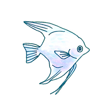 Illustration of an angelfish, by Satoko Nakajima