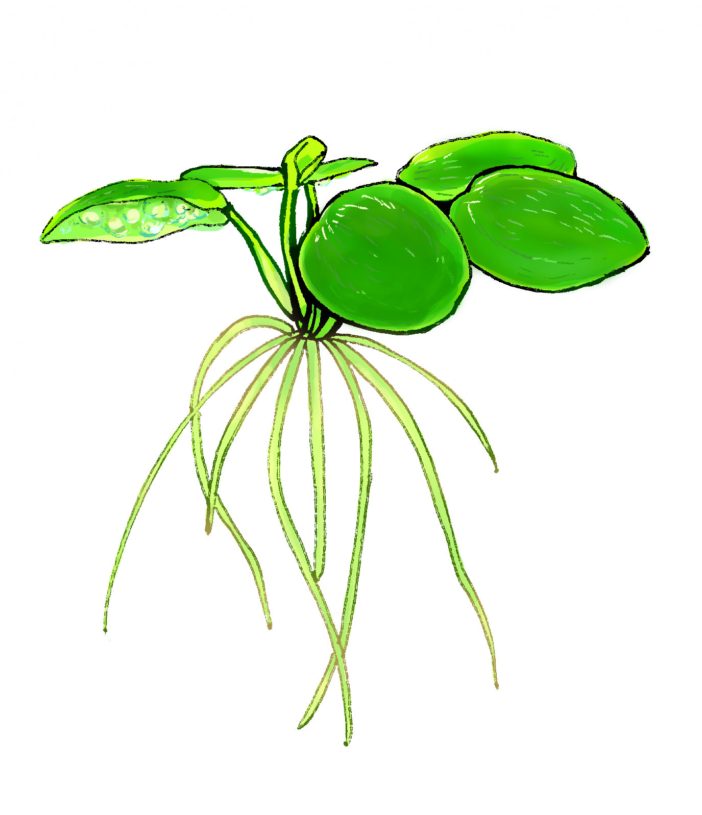 Illustration of Amazon frogbit, a beginner-friendly floating aquarium plant, by Satoko Nakajima
