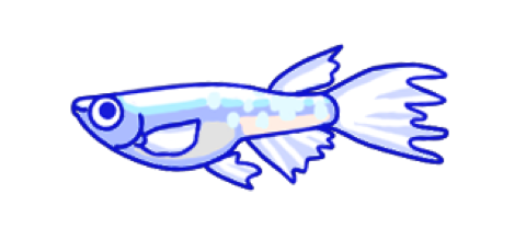 Illustration of a long-finned (hire-naga) medaka, by Satoko Nakajima