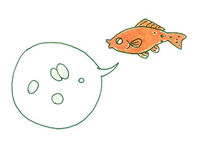 Illustration of the ich parasite, which only medication can reach in its free-swimming stage, by Satoko Nakajima