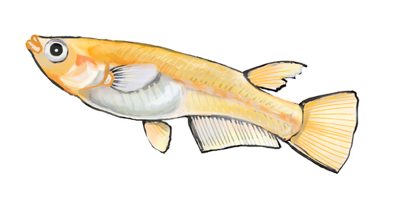 Illustration by Satoko Nakajima
