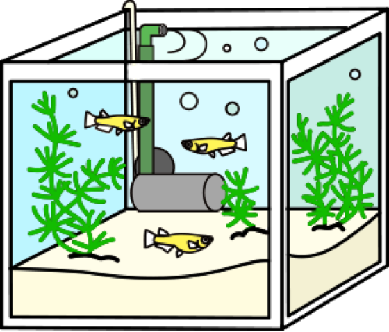 Illustration of an indoor medaka aquarium with a sponge filter, plants and substrate, by Satoko Nakajima