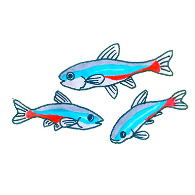 20 Best Freshwater Fish for Beginners