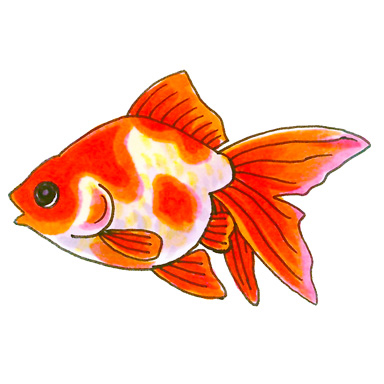 10 Hardy Goldfish for Beginners