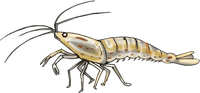 Illustration by Satoko Nakajima