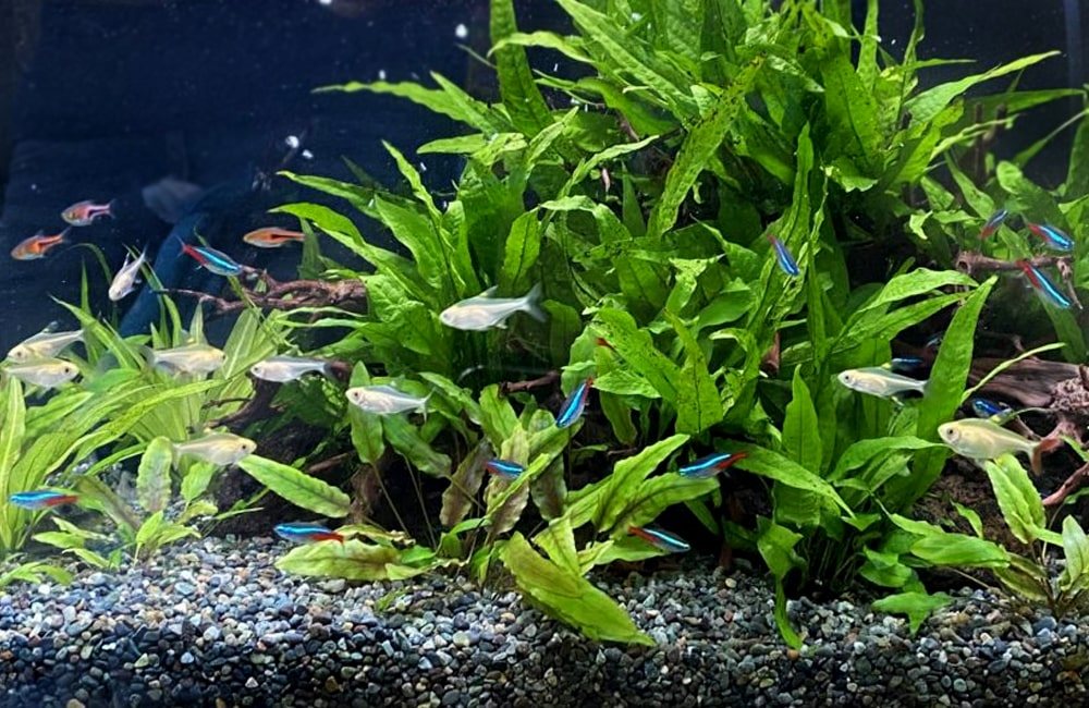 Java fern thicket with neon tetras and white tetras in an aquarium