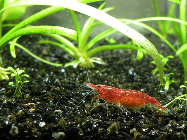 A red cherry shrimp on dark substrate among plants
