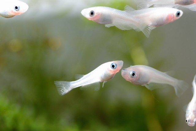 A group of white medaka photographed from the side, showing dorsal and anal fins