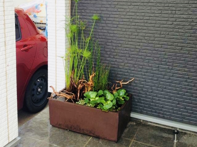 An outdoor planter with tall water plants and no visible equipment
