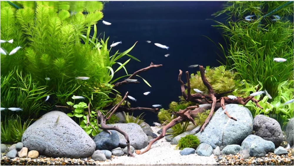 A heavily planted medaka aquarium with rocks and driftwood