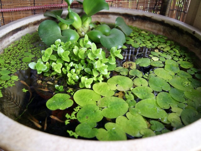 A glazed water-lily bowl covered with floating plants, kept without a filter
