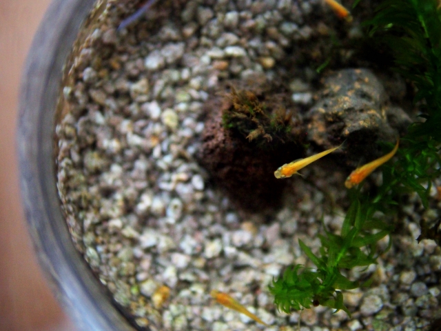 An outdoor medaka container pond with plants, viewed from above