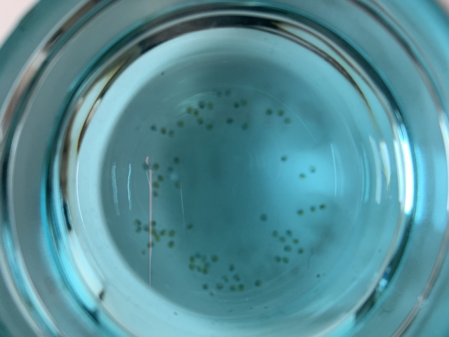 Medaka eggs collected in a small hatching container, viewed from above