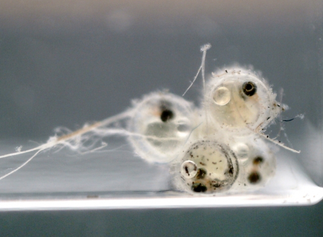 Medaka eggs photographed days before hatching, embryo eyes visible
