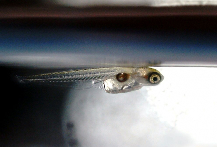 A newly hatched transparent medaka fry near the water surface