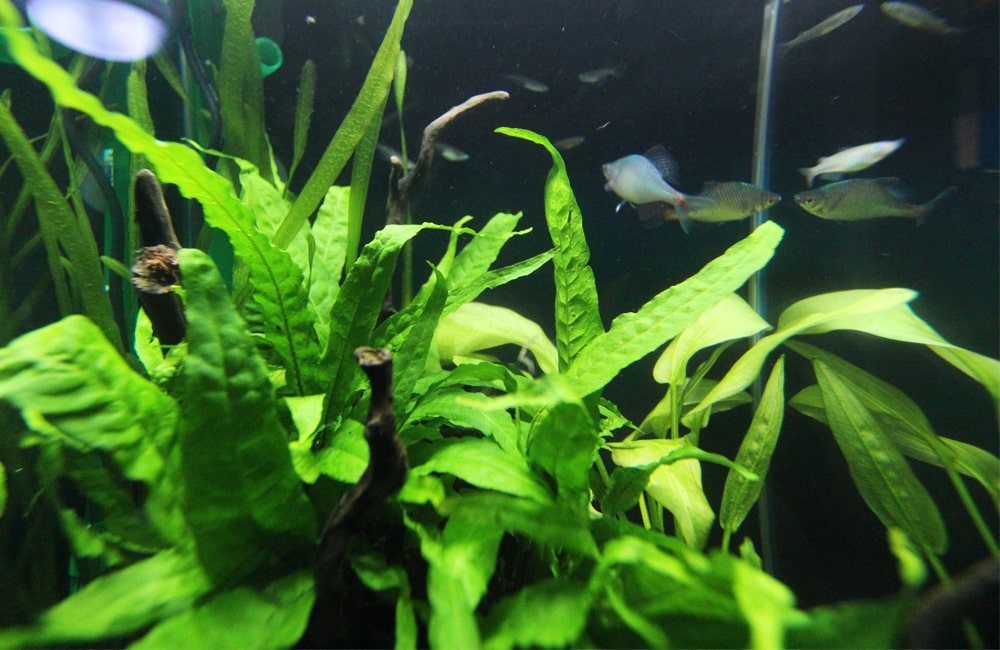 Medaka swimming behind a thicket of java fern in a planted tank