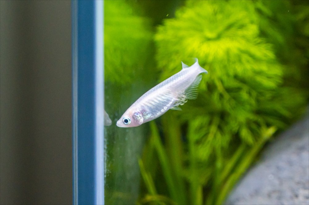 A single pale medaka hovering by the glass in a planted tank