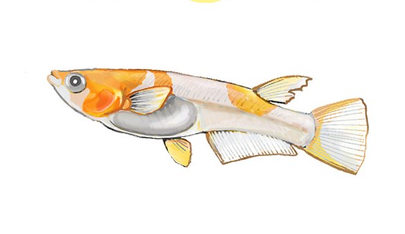 Illustration of a kohaku (red and white) medaka in profile, by Satoko Nakajima