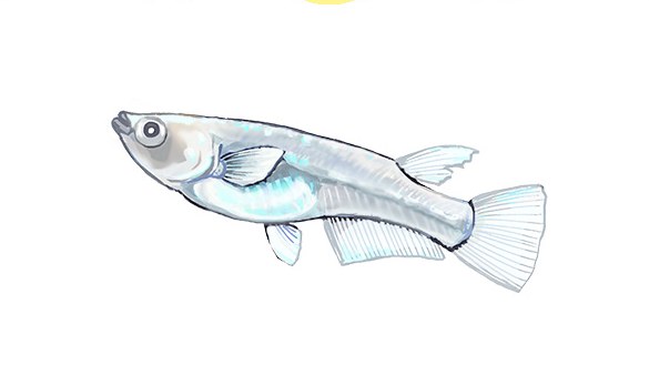 Illustration of a marine blue medaka, by Satoko Nakajima