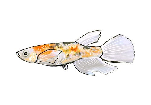 Three-color Lamé Long-fin medaka — hand-drawn by Satoko Nakajima