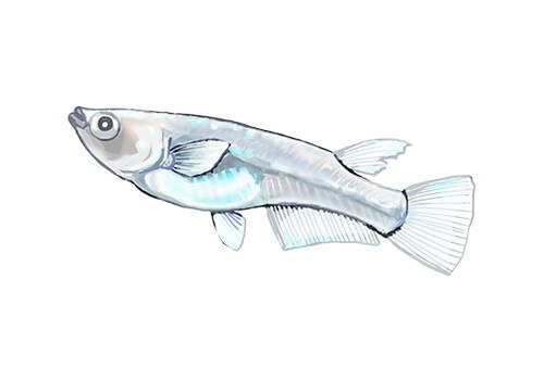Marine Blue — hand-drawn by Satoko Nakajima